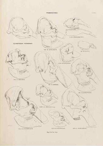 Reproducción/Reproduction 49227282303: Fauna antiqua sivalensis, being the fossil zoology of the Sewalik Hills, in the north of India. London :Smith, Elder and Co.,1846.. 