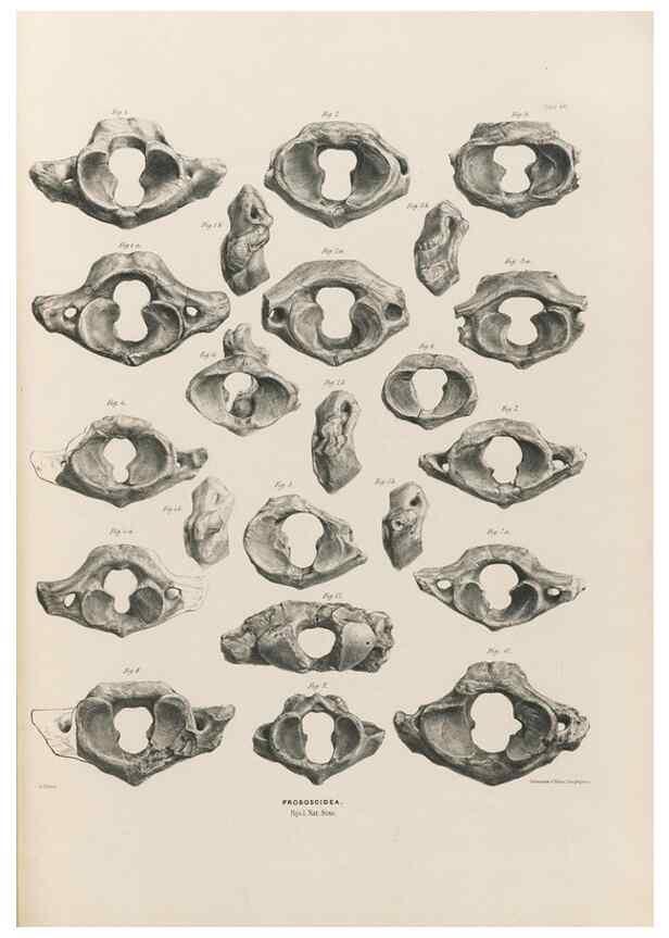 Reproducción/Reproduction 49227282648: Fauna antiqua sivalensis, being the fossil zoology of the Sewalik Hills, in the north of India. London :Smith, Elder and Co.,1846.. 