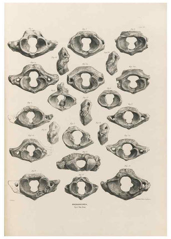 Reproducción/Reproduction 49227282648: Fauna antiqua sivalensis, being the fossil zoology of the Sewalik Hills, in the north of India. London :Smith, Elder and Co.,1846.. 