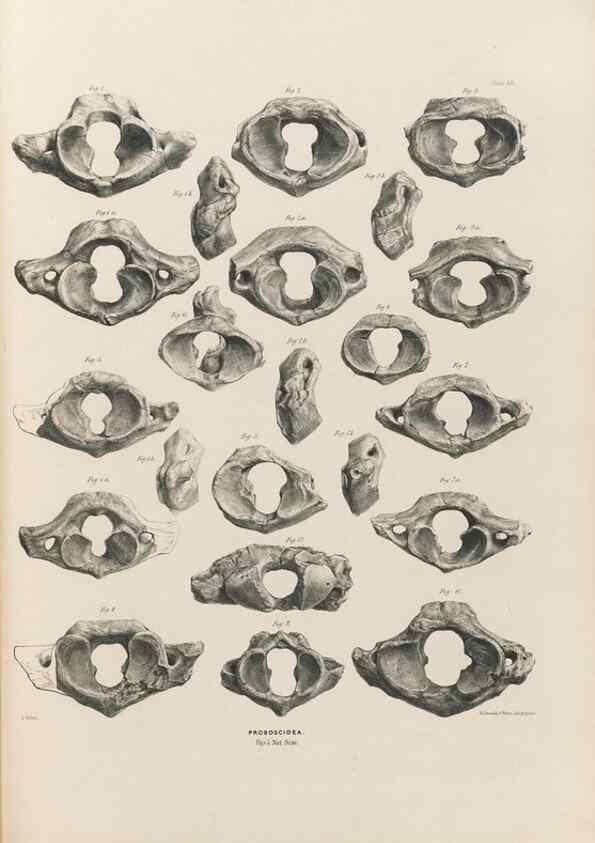 Reproducción/Reproduction 49227282648: Fauna antiqua sivalensis, being the fossil zoology of the Sewalik Hills, in the north of India. London :Smith, Elder and Co.,1846.. 