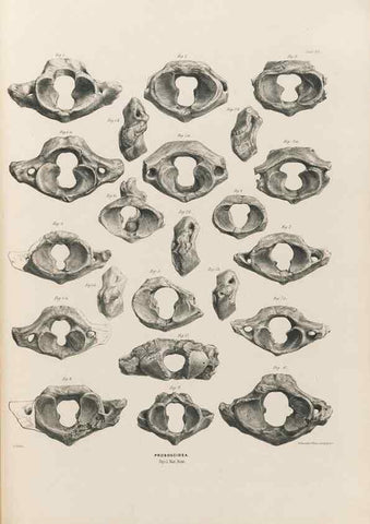 Reproducción/Reproduction 49227282648: Fauna antiqua sivalensis, being the fossil zoology of the Sewalik Hills, in the north of India. London :Smith, Elder and Co.,1846.. 