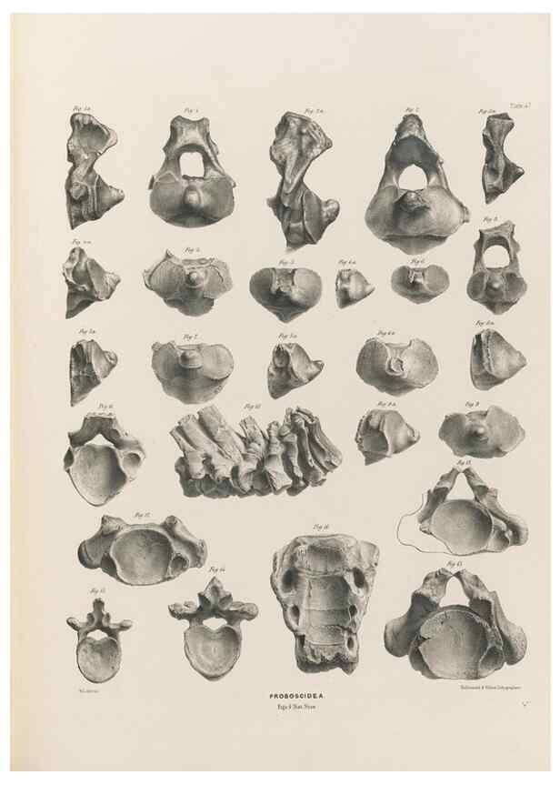 Reproducción/Reproduction 49227283038: Fauna antiqua sivalensis, being the fossil zoology of the Sewalik Hills, in the north of India. London :Smith, Elder and Co.,1846.. 
