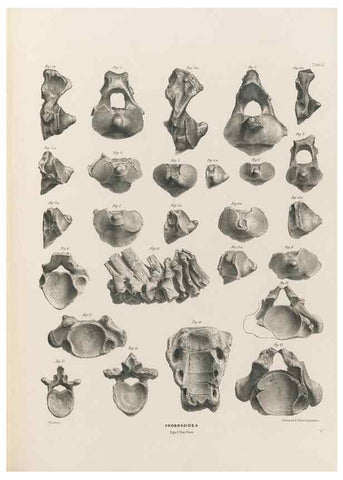 Reproducción/Reproduction 49227283038: Fauna antiqua sivalensis, being the fossil zoology of the Sewalik Hills, in the north of India. London :Smith, Elder and Co.,1846.. 