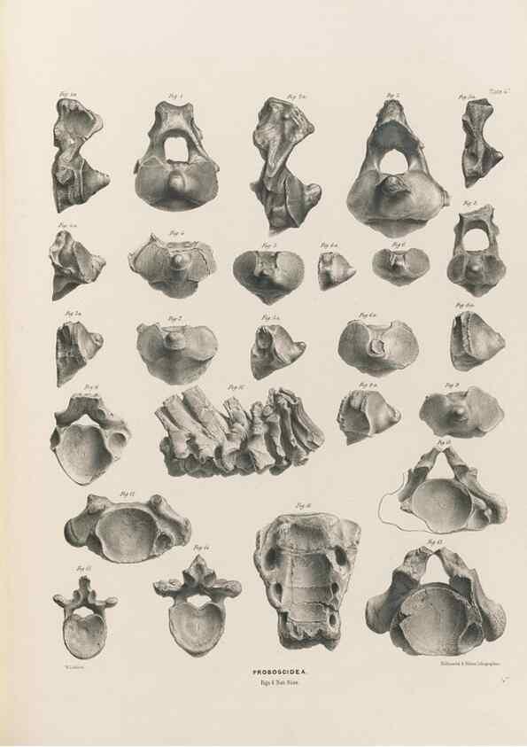 Reproducción/Reproduction 49227283038: Fauna antiqua sivalensis, being the fossil zoology of the Sewalik Hills, in the north of India. London :Smith, Elder and Co.,1846.. 