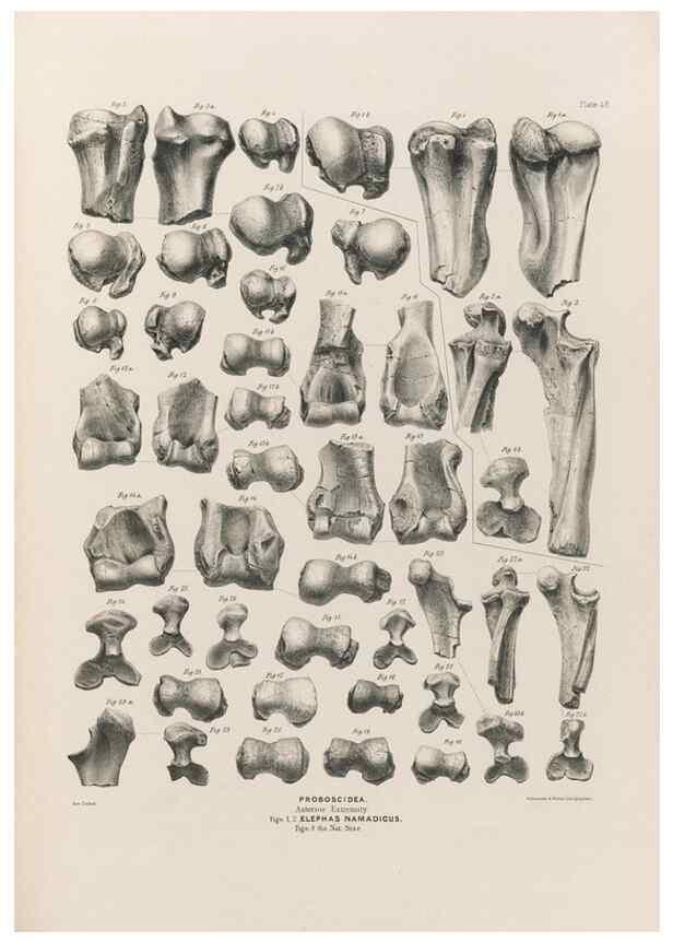 Reproducción/Reproduction 49227980977: Fauna antiqua sivalensis, being the fossil zoology of the Sewalik Hills, in the north of India. London :Smith, Elder and Co.,1846.. 
