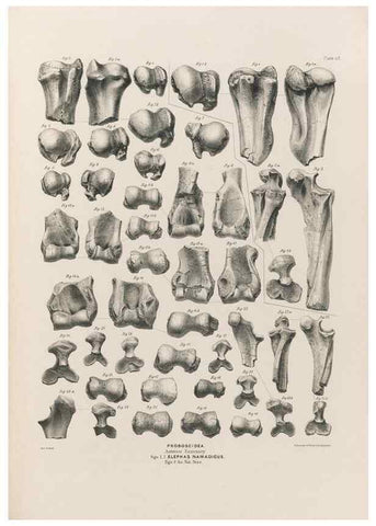 Reproducción/Reproduction 49227980977: Fauna antiqua sivalensis, being the fossil zoology of the Sewalik Hills, in the north of India. London :Smith, Elder and Co.,1846.. 