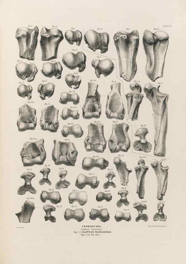 Reproducción/Reproduction 49227980977: Fauna antiqua sivalensis, being the fossil zoology of the Sewalik Hills, in the north of India. London :Smith, Elder and Co.,1846.. 