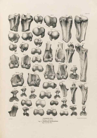 Reproducción/Reproduction 49227980977: Fauna antiqua sivalensis, being the fossil zoology of the Sewalik Hills, in the north of India. London :Smith, Elder and Co.,1846.. 
