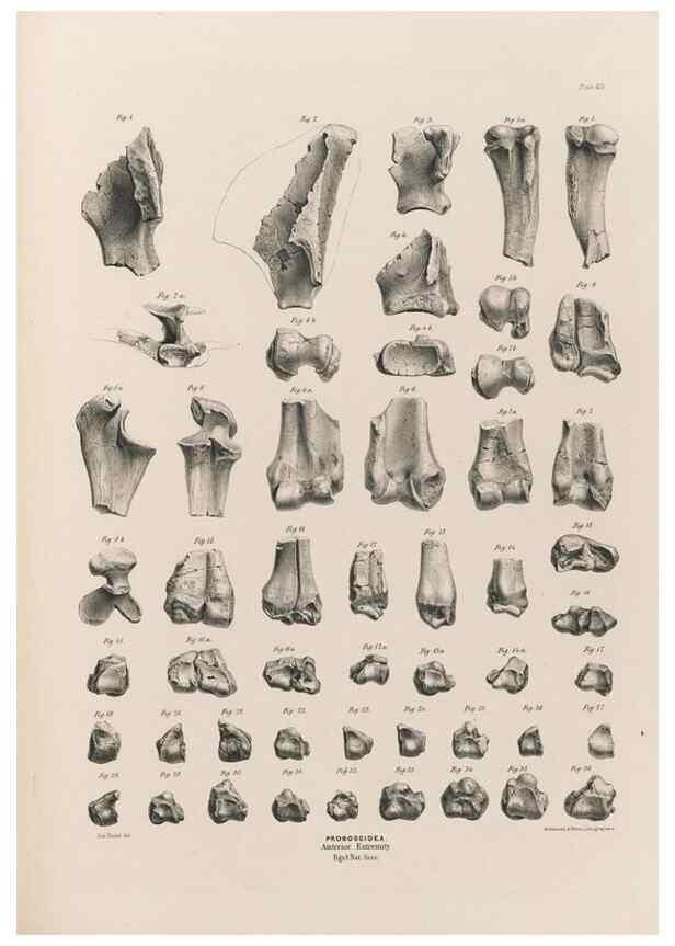 Reproducción/Reproduction 49227283778: Fauna antiqua sivalensis, being the fossil zoology of the Sewalik Hills, in the north of India. London :Smith, Elder and Co.,1846.. 