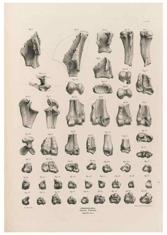 Reproducción/Reproduction 49227283778: Fauna antiqua sivalensis, being the fossil zoology of the Sewalik Hills, in the north of India. London :Smith, Elder and Co.,1846.. 