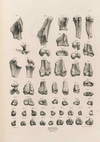 Reproducción/Reproduction 49227283778: Fauna antiqua sivalensis, being the fossil zoology of the Sewalik Hills, in the north of India. London :Smith, Elder and Co.,1846.. 