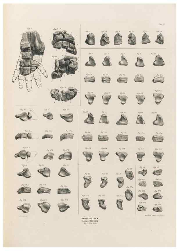 Reproducción/Reproduction 49227754781: Fauna antiqua sivalensis, being the fossil zoology of the Sewalik Hills, in the north of India. London :Smith, Elder and Co.,1846.. 