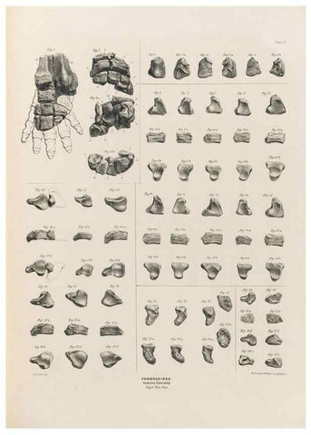 Reproducción/Reproduction 49227754781: Fauna antiqua sivalensis, being the fossil zoology of the Sewalik Hills, in the north of India. London :Smith, Elder and Co.,1846.. 