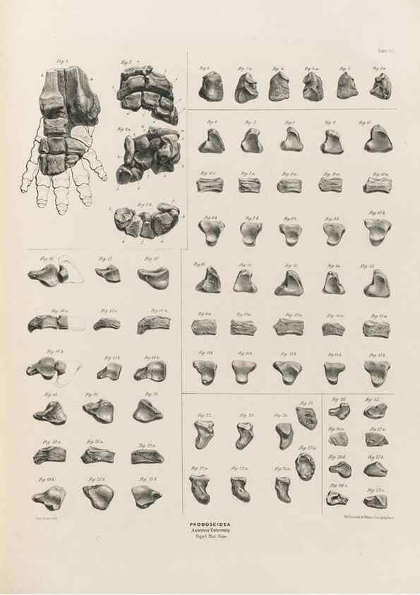 Reproducción/Reproduction 49227754781: Fauna antiqua sivalensis, being the fossil zoology of the Sewalik Hills, in the north of India. London :Smith, Elder and Co.,1846.. 