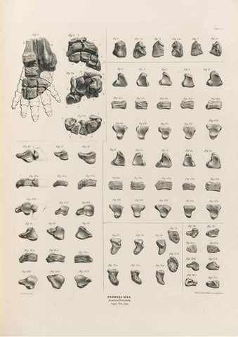 Reproducción/Reproduction 49227754781: Fauna antiqua sivalensis, being the fossil zoology of the Sewalik Hills, in the north of India. London :Smith, Elder and Co.,1846.. 