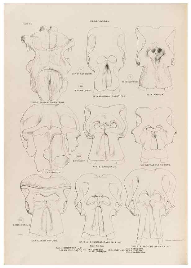 Reproducción/Reproduction 49227977967: Fauna antiqua sivalensis, being the fossil zoology of the Sewalik Hills, in the north of India. London :Smith, Elder and Co.,1846.. 