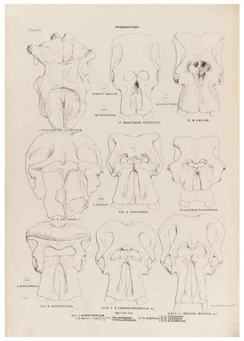 Reproducción/Reproduction 49227977967: Fauna antiqua sivalensis, being the fossil zoology of the Sewalik Hills, in the north of India. London :Smith, Elder and Co.,1846.. 