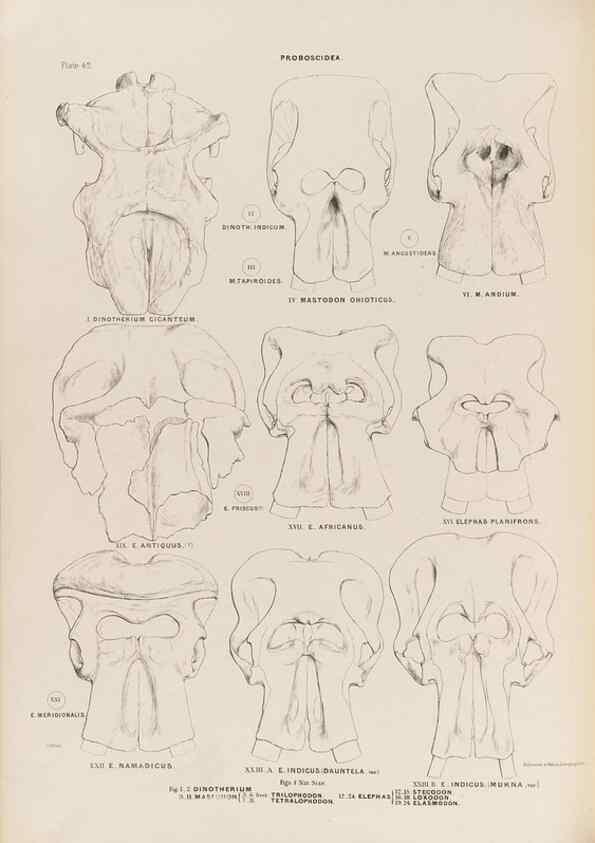 Reproducción/Reproduction 49227977967: Fauna antiqua sivalensis, being the fossil zoology of the Sewalik Hills, in the north of India. London :Smith, Elder and Co.,1846.. 