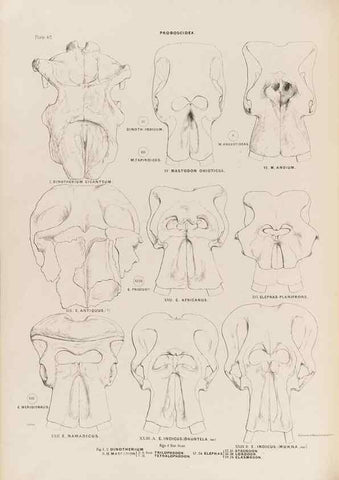 Reproducción/Reproduction 49227977967: Fauna antiqua sivalensis, being the fossil zoology of the Sewalik Hills, in the north of India. London :Smith, Elder and Co.,1846.. 