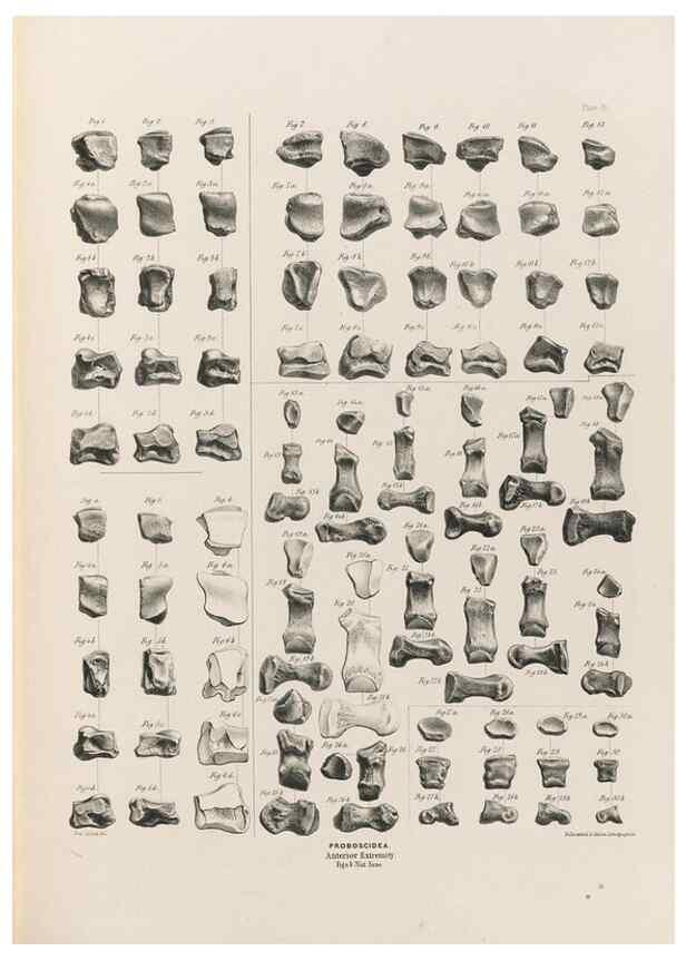 Reproducción/Reproduction 49227982207: Fauna antiqua sivalensis, being the fossil zoology of the Sewalik Hills, in the north of India. London :Smith, Elder and Co.,1846.. 