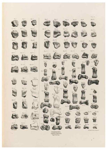 Reproducción/Reproduction 49227982207: Fauna antiqua sivalensis, being the fossil zoology of the Sewalik Hills, in the north of India. London :Smith, Elder and Co.,1846.. 