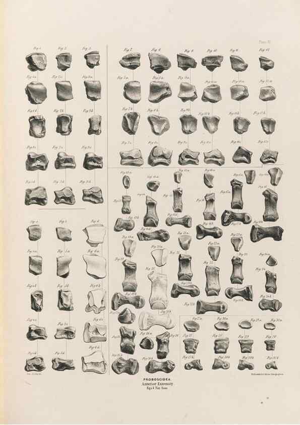 Reproducción/Reproduction 49227982207: Fauna antiqua sivalensis, being the fossil zoology of the Sewalik Hills, in the north of India. London :Smith, Elder and Co.,1846.. 