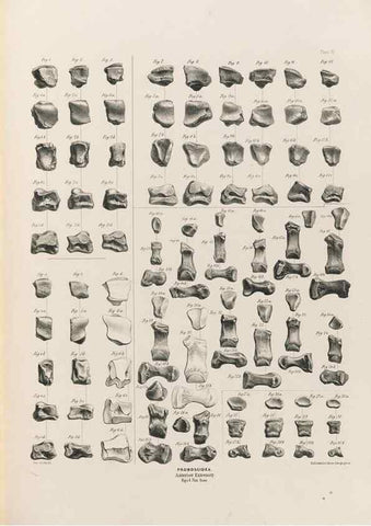Reproducción/Reproduction 49227982207: Fauna antiqua sivalensis, being the fossil zoology of the Sewalik Hills, in the north of India. London :Smith, Elder and Co.,1846.. 