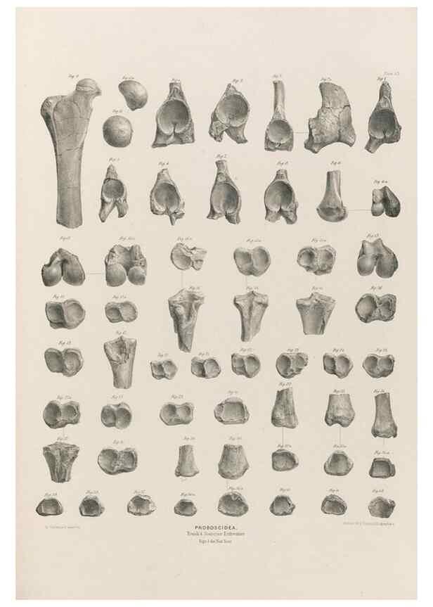 Reproducción/Reproduction 49227983012: Fauna antiqua sivalensis, being the fossil zoology of the Sewalik Hills, in the north of India. London :Smith, Elder and Co.,1846.. 