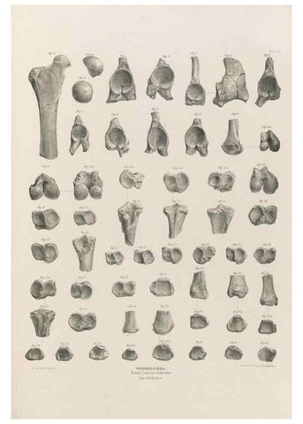 Reproducción/Reproduction 49227983012: Fauna antiqua sivalensis, being the fossil zoology of the Sewalik Hills, in the north of India. London :Smith, Elder and Co.,1846.. 