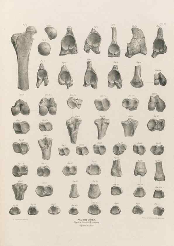 Reproducción/Reproduction 49227983012: Fauna antiqua sivalensis, being the fossil zoology of the Sewalik Hills, in the north of India. London :Smith, Elder and Co.,1846.. 