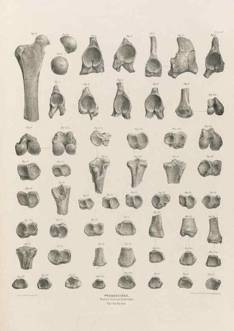Reproducción/Reproduction 49227983012: Fauna antiqua sivalensis, being the fossil zoology of the Sewalik Hills, in the north of India. London :Smith, Elder and Co.,1846.. 