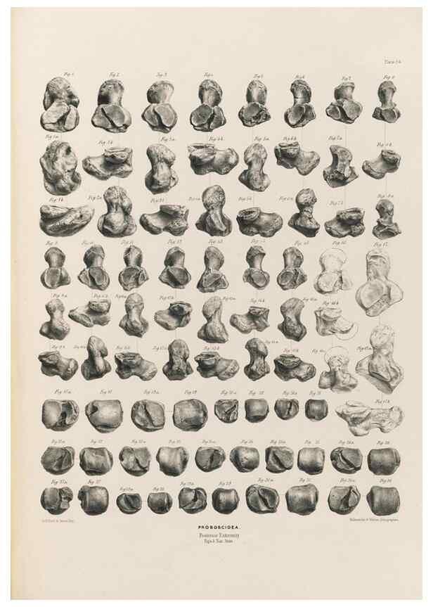 Reproducción/Reproduction 49227285898: Fauna antiqua sivalensis, being the fossil zoology of the Sewalik Hills, in the north of India. London :Smith, Elder and Co.,1846.. 