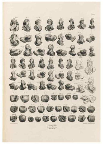 Reproducción/Reproduction 49227285898: Fauna antiqua sivalensis, being the fossil zoology of the Sewalik Hills, in the north of India. London :Smith, Elder and Co.,1846.. 