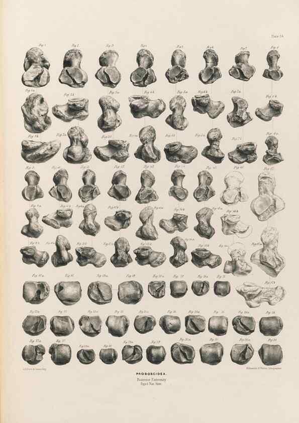 Reproducción/Reproduction 49227285898: Fauna antiqua sivalensis, being the fossil zoology of the Sewalik Hills, in the north of India. London :Smith, Elder and Co.,1846.. 