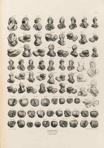 Reproducción/Reproduction 49227285898: Fauna antiqua sivalensis, being the fossil zoology of the Sewalik Hills, in the north of India. London :Smith, Elder and Co.,1846.. 