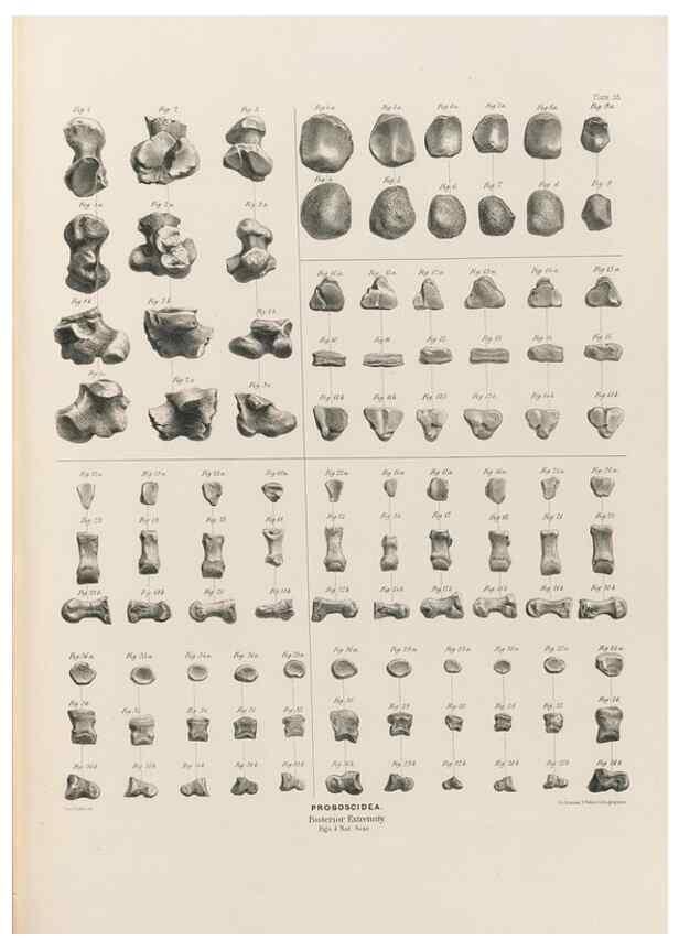 Reproducción/Reproduction 49227286483: Fauna antiqua sivalensis, being the fossil zoology of the Sewalik Hills, in the north of India. London :Smith, Elder and Co.,1846.. 