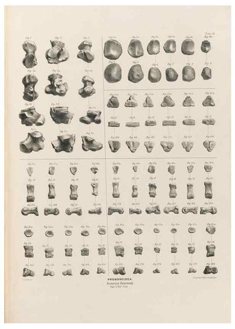 Reproducción/Reproduction 49227286483: Fauna antiqua sivalensis, being the fossil zoology of the Sewalik Hills, in the north of India. London :Smith, Elder and Co.,1846.. 