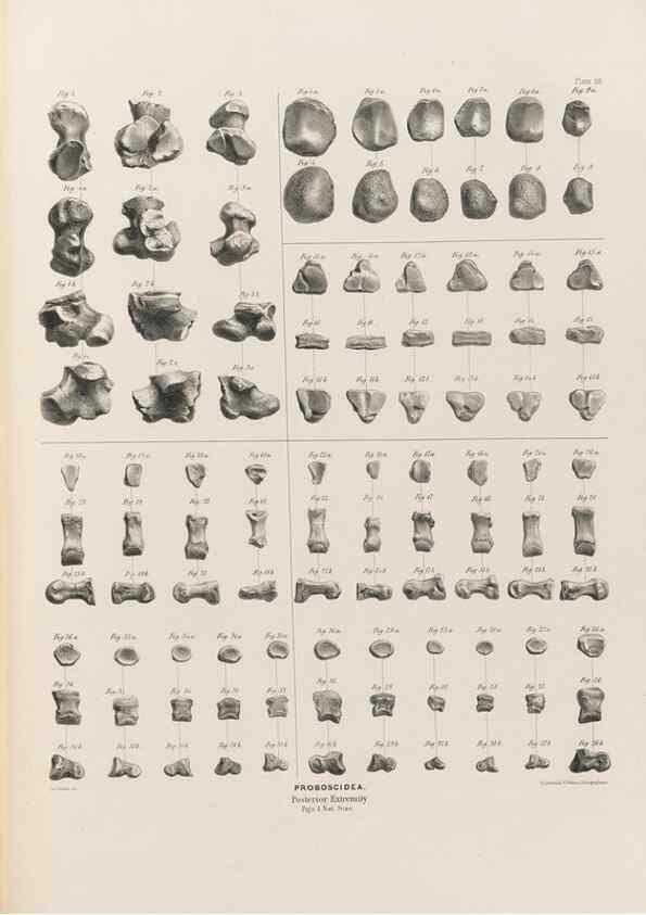 Reproducción/Reproduction 49227286483: Fauna antiqua sivalensis, being the fossil zoology of the Sewalik Hills, in the north of India. London :Smith, Elder and Co.,1846.. 