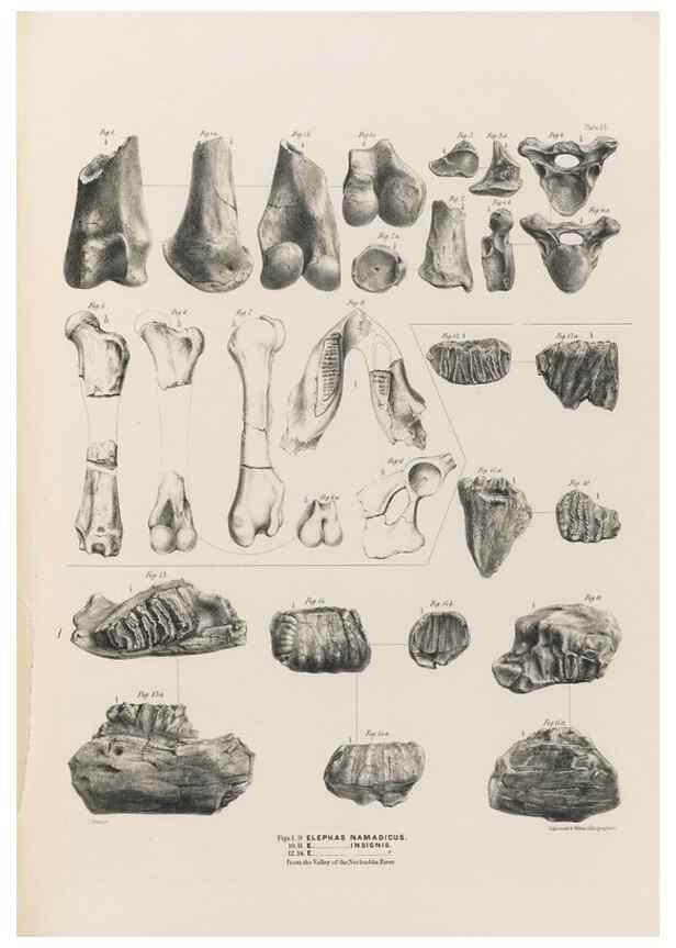 Reproducción/Reproduction 49227286803: Fauna antiqua sivalensis, being the fossil zoology of the Sewalik Hills, in the north of India. London :Smith, Elder and Co.,1846.. 