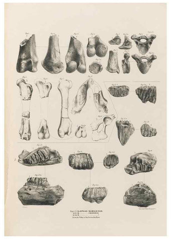 Reproducción/Reproduction 49227286803: Fauna antiqua sivalensis, being the fossil zoology of the Sewalik Hills, in the north of India. London :Smith, Elder and Co.,1846.. 