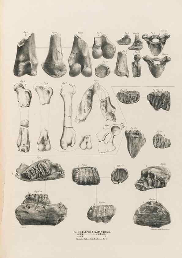 Reproducción/Reproduction 49227286803: Fauna antiqua sivalensis, being the fossil zoology of the Sewalik Hills, in the north of India. London :Smith, Elder and Co.,1846.. 