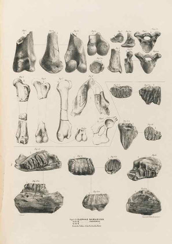 Reproducción/Reproduction 49227286803: Fauna antiqua sivalensis, being the fossil zoology of the Sewalik Hills, in the north of India. London :Smith, Elder and Co.,1846.. 