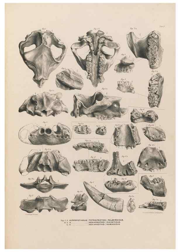 Reproducción/Reproduction 49227757961: Fauna antiqua sivalensis, being the fossil zoology of the Sewalik Hills, in the north of India. London :Smith, Elder and Co.,1846.. 