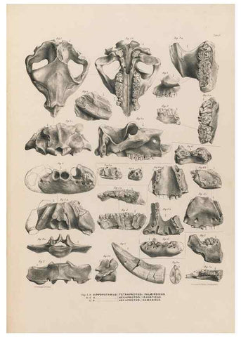 Reproducción/Reproduction 49227757961: Fauna antiqua sivalensis, being the fossil zoology of the Sewalik Hills, in the north of India. London :Smith, Elder and Co.,1846.. 