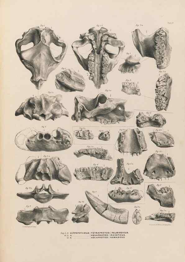 Reproducción/Reproduction 49227757961: Fauna antiqua sivalensis, being the fossil zoology of the Sewalik Hills, in the north of India. London :Smith, Elder and Co.,1846.. 