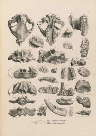 Reproducción/Reproduction 49227757961: Fauna antiqua sivalensis, being the fossil zoology of the Sewalik Hills, in the north of India. London :Smith, Elder and Co.,1846.. 