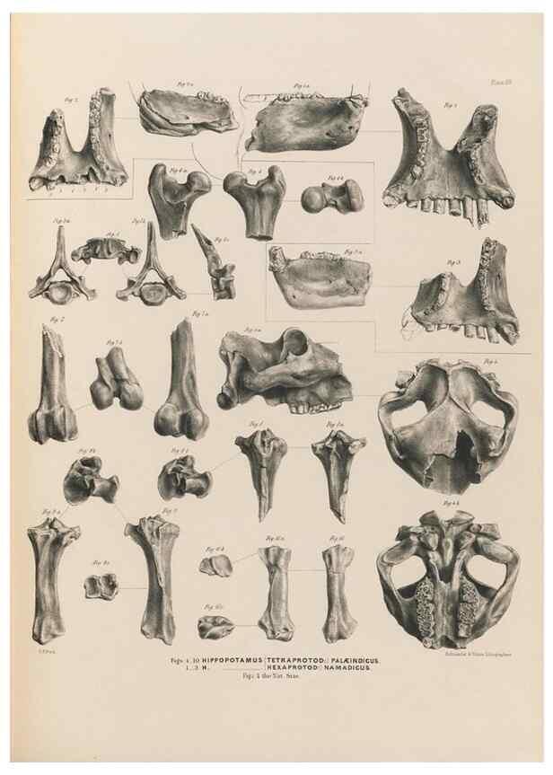 Reproducción/Reproduction 49227985432: Fauna antiqua sivalensis, being the fossil zoology of the Sewalik Hills, in the north of India. London :Smith, Elder and Co.,1846.. 