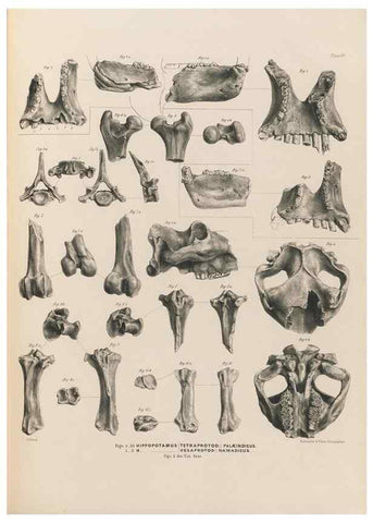 Reproducción/Reproduction 49227985432: Fauna antiqua sivalensis, being the fossil zoology of the Sewalik Hills, in the north of India. London :Smith, Elder and Co.,1846.. 