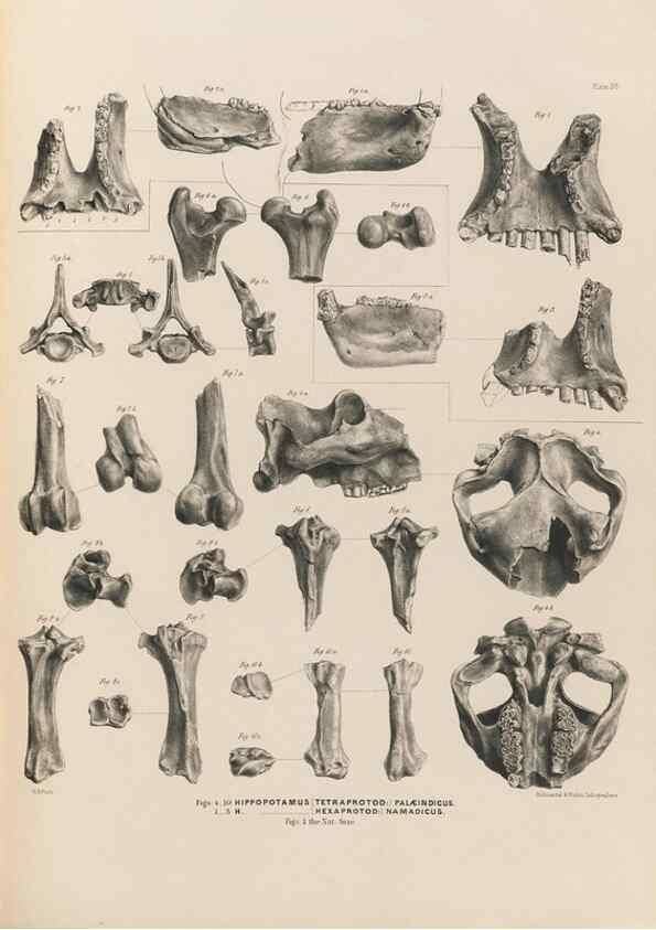 Reproducción/Reproduction 49227985432: Fauna antiqua sivalensis, being the fossil zoology of the Sewalik Hills, in the north of India. London :Smith, Elder and Co.,1846.. 