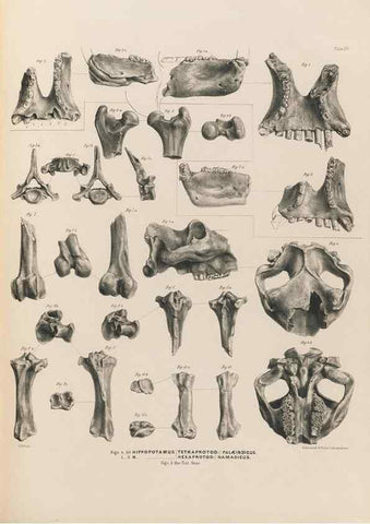 Reproducción/Reproduction 49227985432: Fauna antiqua sivalensis, being the fossil zoology of the Sewalik Hills, in the north of India. London :Smith, Elder and Co.,1846.. 